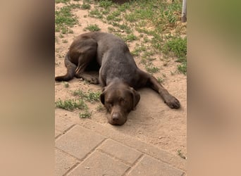 Labrador