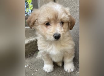 Sammy, geb. ca. 03/2025, lebt in GRIECHENLAND, auf einer privaten Pflegestelle