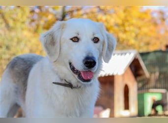 Vendy - schüchterne aber freundliche Kuvasz-Mix Hündin / zur Zeit noch in Rumänien