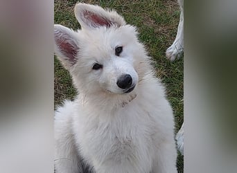 Weiße Schäferhundwelpen - Herzensbrecher für Familie, Sport und Show