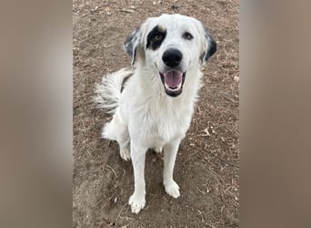 Popcorn, geb. ca. 09/2023, lebt in GRIECHENLAND, auf einem Gelände, auf dem die Hunde notdürftig ver