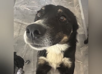 Socke - absoluter Familienhund