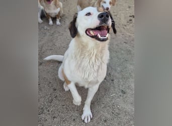 FINA, Hündin, 2,5 Jahre, 40 cm, Mischling, Tierschutz