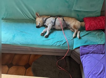 Ruhige Hündin Molly sucht ein zu Hause