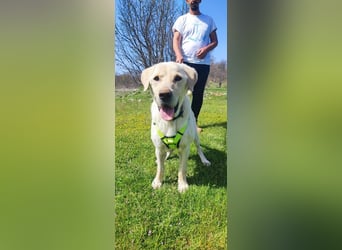 Liebevoller Charlie sucht sein Zuhause ❤️