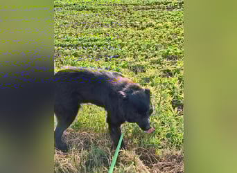 Kuschelbär sucht seine Menschen