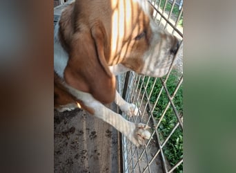 Nanook, freundlicher und aktiver Beagle, geb. 03/2022