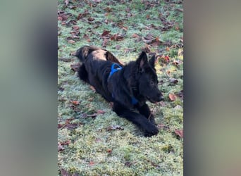 Bodhi - Neues Jahr, neues Glück? (67489 Kirrweiler)