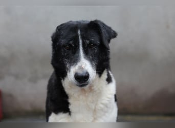 Cala sucht geduldige und liebevolle Menschen