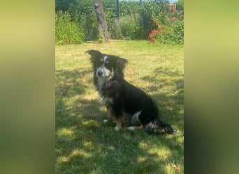Josie – kleine Hundeseele mit Herz sucht Zuhause für immer - bereits auf PS in DE 86156 Augsburg