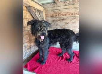 Timo, Schnauzer-Mix, Rüde, geb.am. 02.02.2024, 55 cm, 16 kg