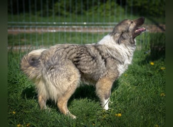 Seelen- und Herzenshund Sora