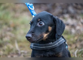 Bibi-SI, kleine Welpin sucht liebe Familie