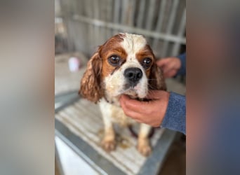 Jackson, Cavalier King Charles Spaniel geb. 2018
