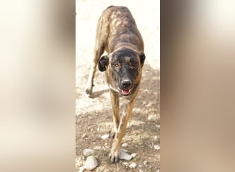 Daria, geb. ca. 12/2022, lebt in GRIECHENLAND, im städt. Tierheim Serres