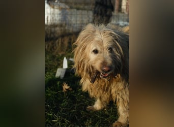 Messi, ein Hund mit viel Potential