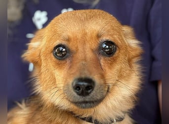 ♥ABBY♥ neu auf Pflegestelle bei Köln - bezaubernde, verschmuste kleine Juniorin 28 cm