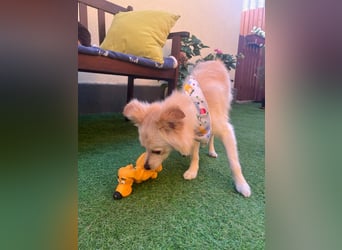 Rudi SR – Süßer Spitz-Junghund sucht seine Menschen
