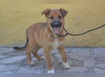 Sunny, ein verspieltes Hundekind auf der Suche nach einem Zuhause fürs Leben