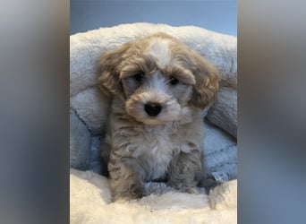 Sehr schöne und gesunde Maltipoo Welpen