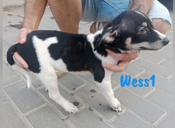 Wess1 geb. 03/2025 (ESP) - verspielter kleiner Ratonero Bodeguero Andaluz Welpe!