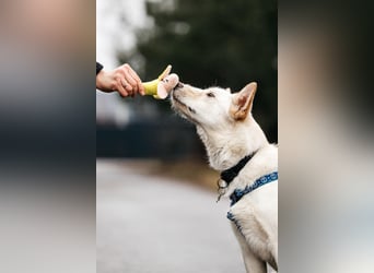 Fröhliche Brynza sucht ihre Familie