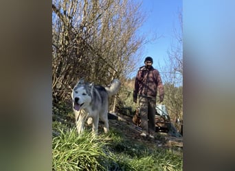 Lobo - wunderschöner Husky