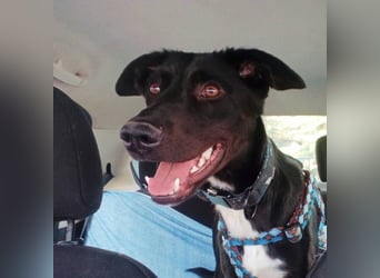 Chili (Spanien) – lebensfroher Galgo-Mischling sucht seine Familie