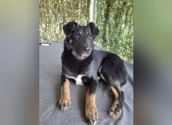 Cody - lebhafter, freundlicher, aktiver, verspielter junger Rüde / z.Zt. noch in Rumänien