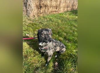 Lui - kleiner Hund mit großem Herz sucht 2te Chance