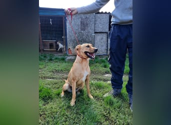 Baby, freundliche Malinois / Schäferhund Mix Hündin geb. 2022