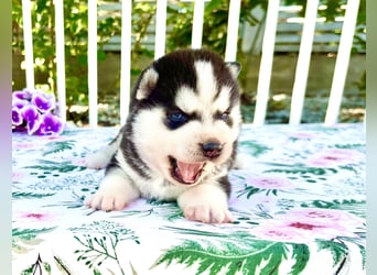 FCI Pedigree Blue Eyed Black & White Siberian Husky Champion Puppy