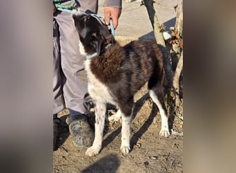Lieblingsmenschen für die bezaubernde „Foxi“ gesucht
