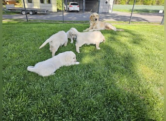Reinrassige Golden Retriever Welpen