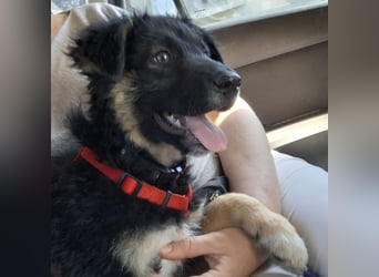 Atos ein absoluter Familienhund