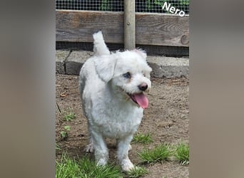 Nero freut sich auf Deinen Besuch
