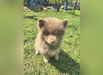 Zauberhafte Pomsky Welpen suchen ihr neues Zuhause! (ab 22.05.2025)
