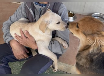 Diego: ein Labbi zum Verlieben