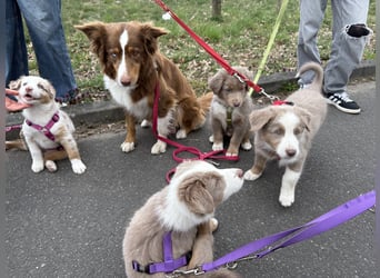 Reinrassige Australian Sheperd Welpen