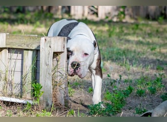 Bruce-DG, sanfter Dickkopf sucht warmes Zuhause!