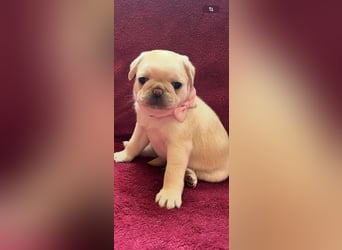 Mops Welpen ( noch 2 Rüde)