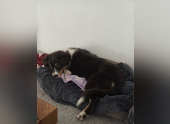 Australian Shepherd Hündin