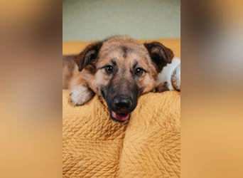 Hundemädchen Chloe sucht Familie