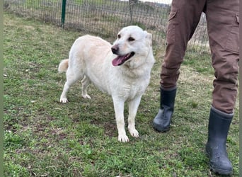 Fibi, geboren 01.06.2021, 50cm sucht ihr Körbchen