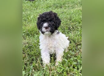 Lagotto Romagnolo, Welpen von ausgezeichneter Qualität