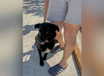 Schwarze Schönheit BELLA sucht ihre Menschen