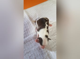 Border Collie Welpen