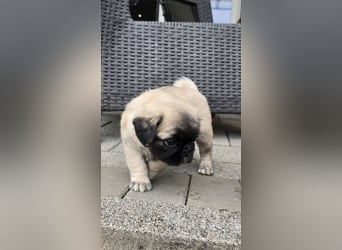 Mops Welpen  ( Altdeutsche )