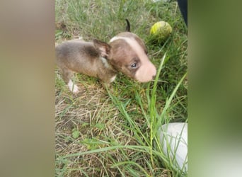 Mini bullterrier - Australian shepherd mix welpen