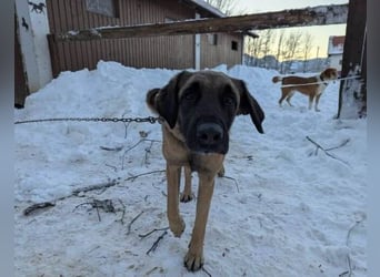 Kimba Schäferhund Mischling Hündin sucht Zuhause für immer